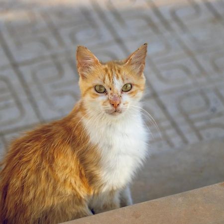 Вилла Dar Louzir A Tazarka Экстерьер фото